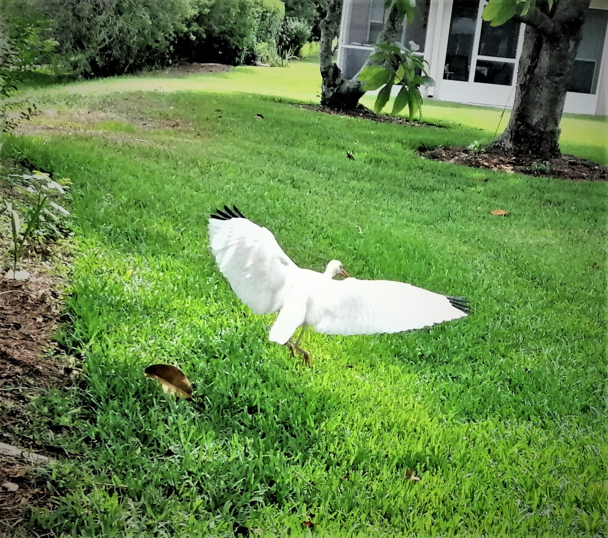 A Floridian ibis hovers over green residential grass in Lecanto, FL.