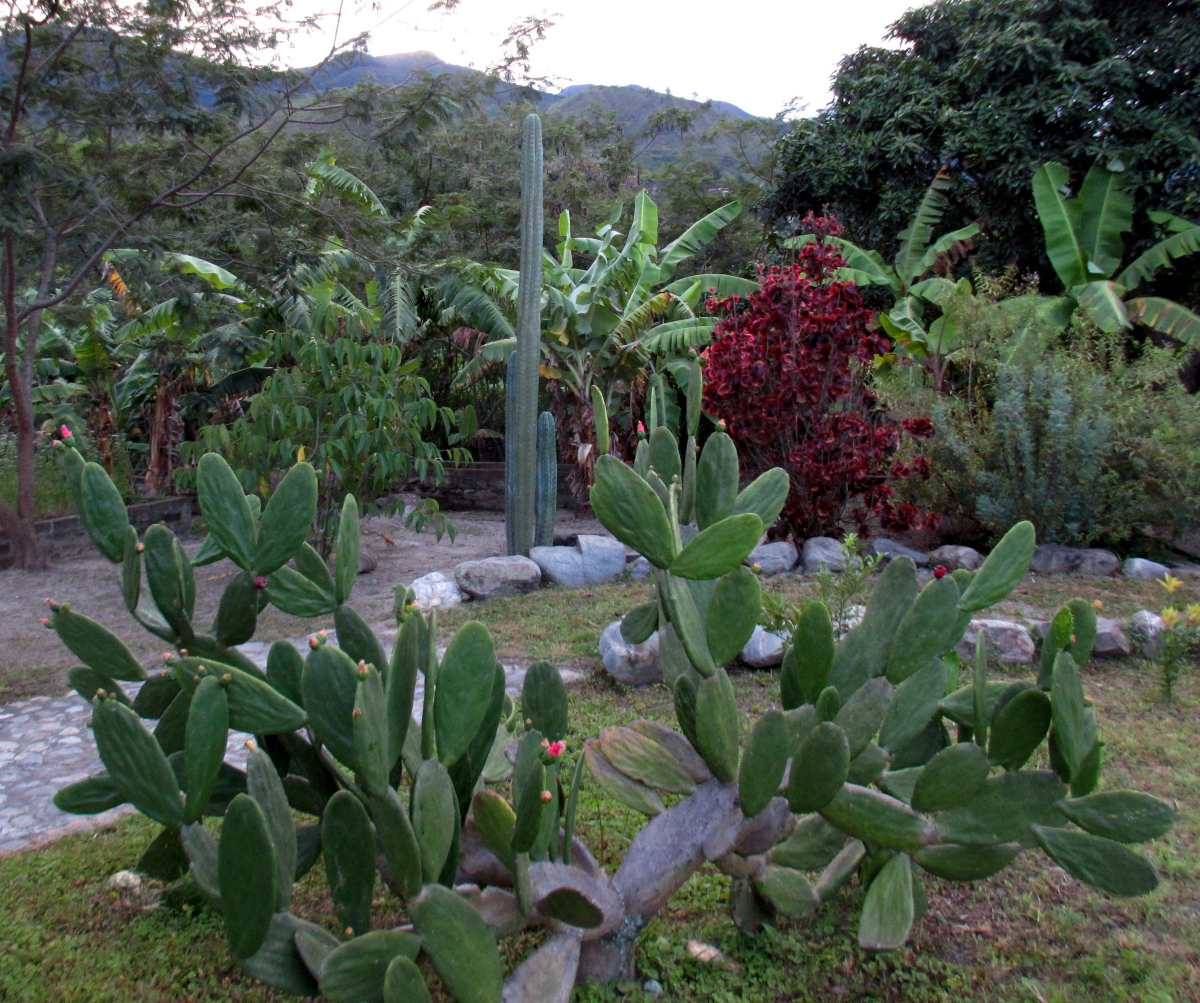 Flora in Andean, Vilcabamba, Ecuador