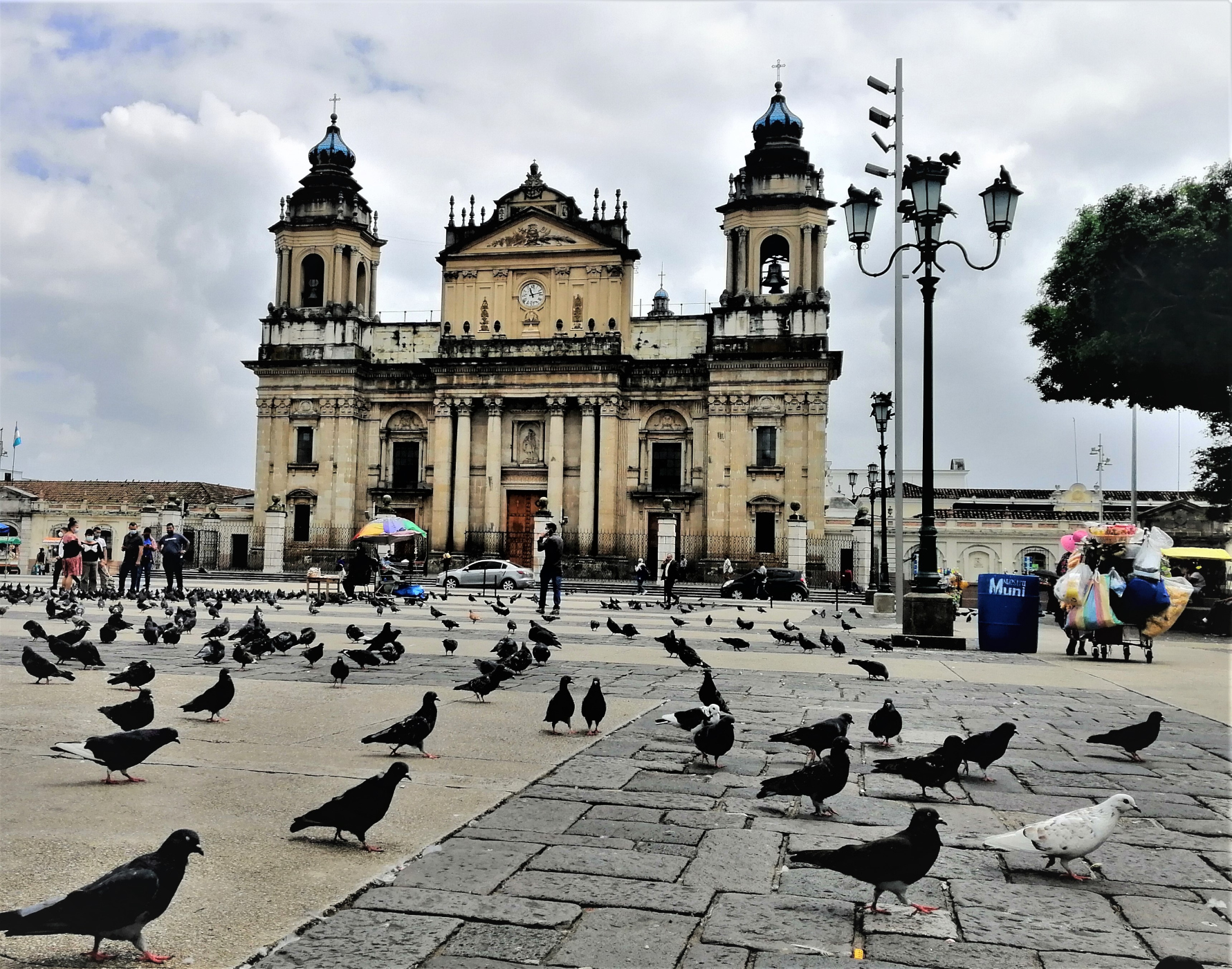 The cathedral and birds at the Parque Central or Central Park, Guatemala City, Guatemala.