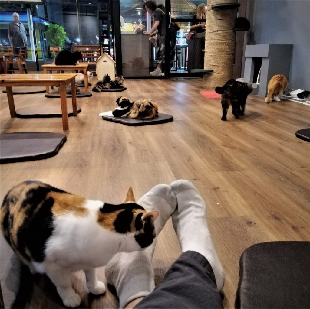 Inside a cat café.  Nine felines are visible.