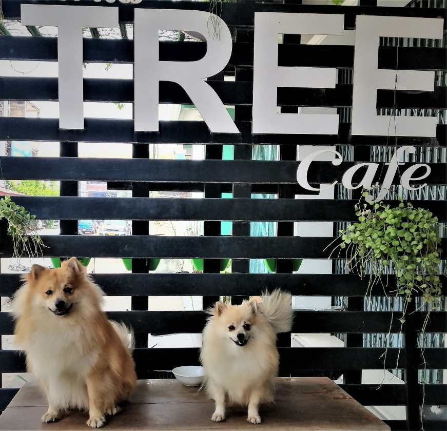 Two super cute puppies on a table pose under a big Tree Cafe sign. In post: Peaceful Pakse on the Calm Mekong.
