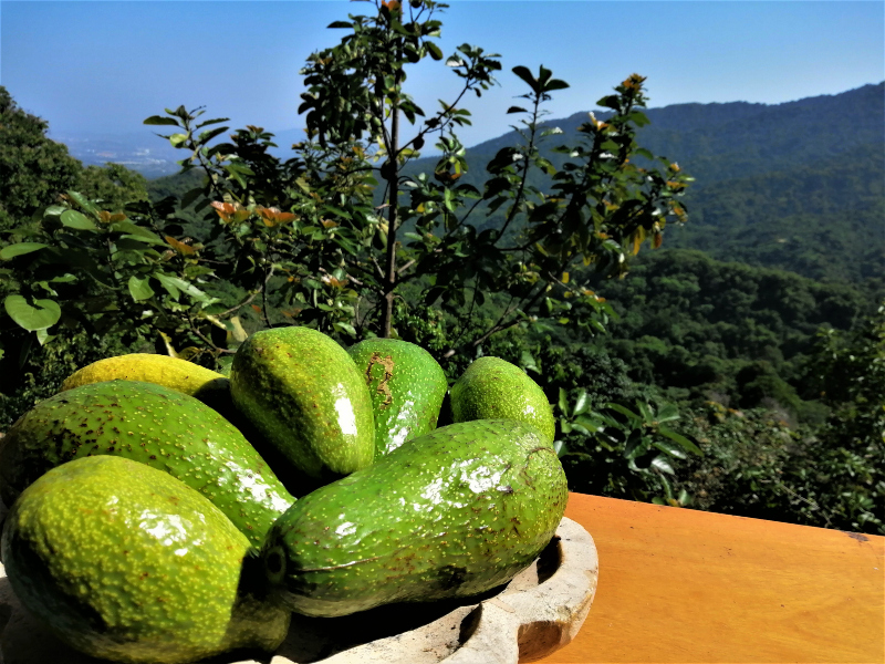 Implementing intentions for wellness avocados from the Dunarinka Hostel overlooking the Caribbean and Santa Marta in the foothills of the Sierra Nevada Mountains