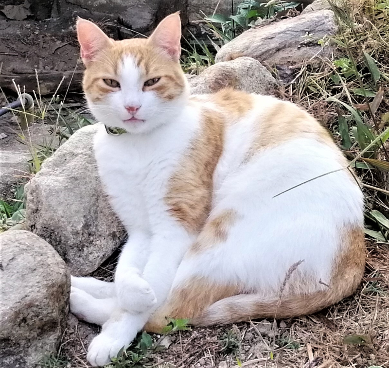 A great feline house pet with a dynamic personality, Benito the cat, seen here at his domain on the grounds of the Dunarinka Hostel in Minca, Magdalena Colombia.