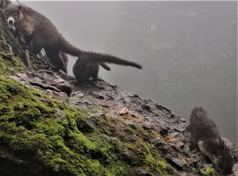 Coatis at the entrance of Fuentes Georginas in Zunil in the Guatemalan Highlands.  