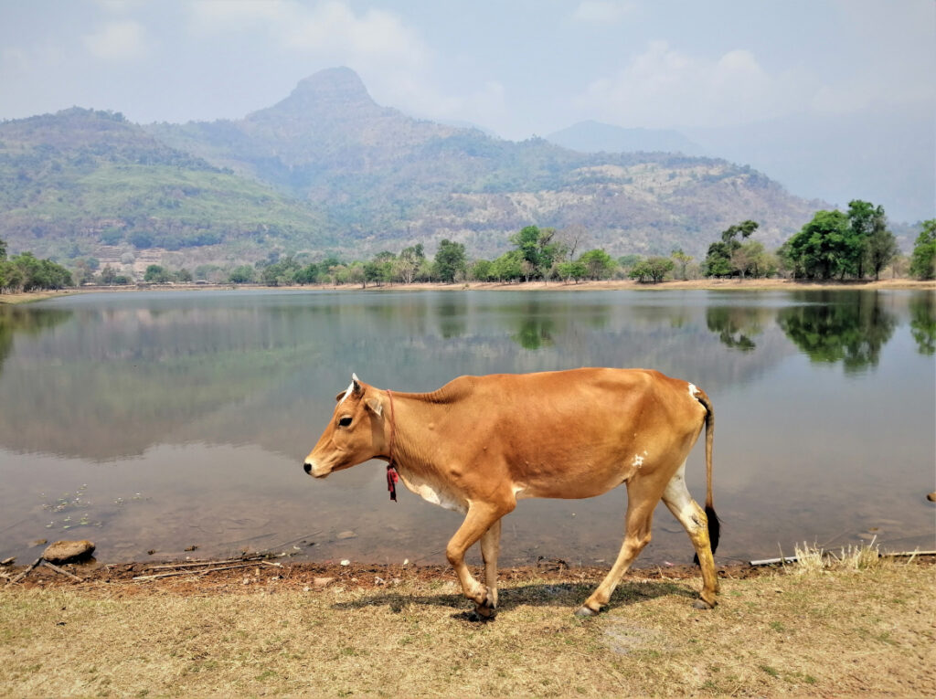 A cow roams freely along a manmade lake immersed in nature on the grounds of the UNESCO World Heritage site of Vat Phu in Champasak, southern Laos.