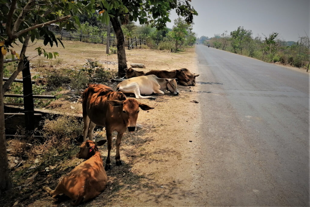 Free cows rest after a morning of grazing as midday approaches in Champasak Town, southern Laos.  In Post: Khmer Hindu Time Travel at the Ruins of Vat Phu.