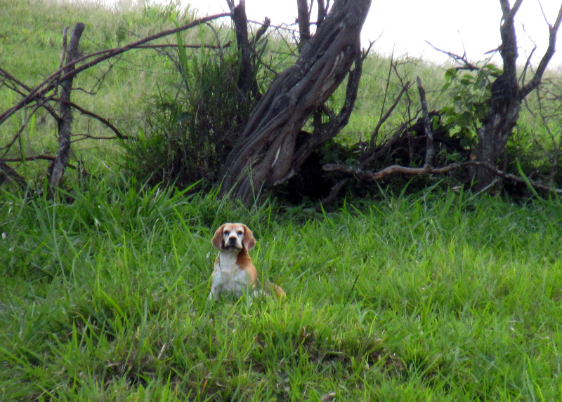 San Pedro Cactus Consumption a dog sits in tall, thick Andean grass in Vilcabamba, Ecuador.