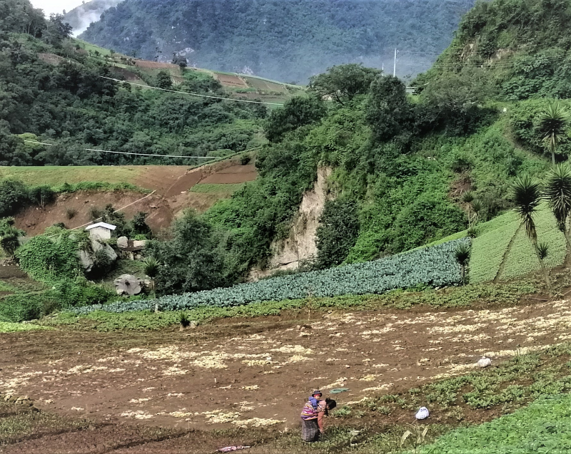 A woman works the land with her child on her back amid stunningly green scenery in agrarian Zunil, Guatemala.