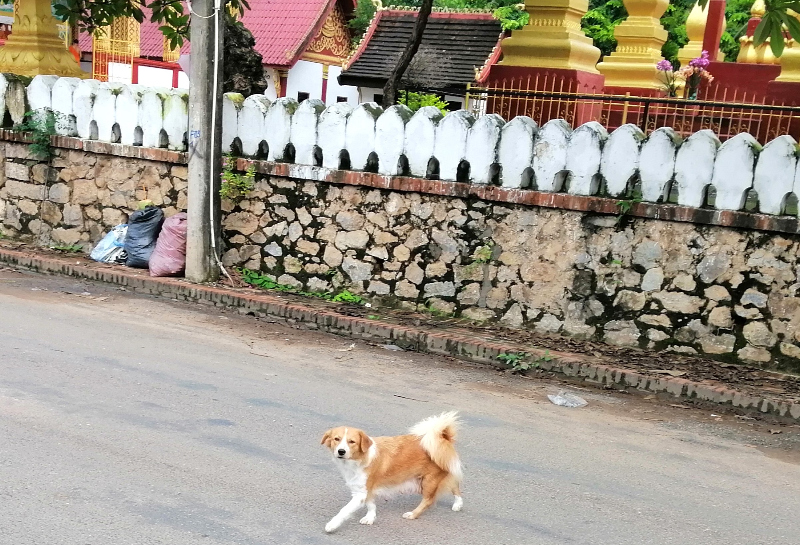 A cute dog on the street in front of a temple complex in Luang Prabang.