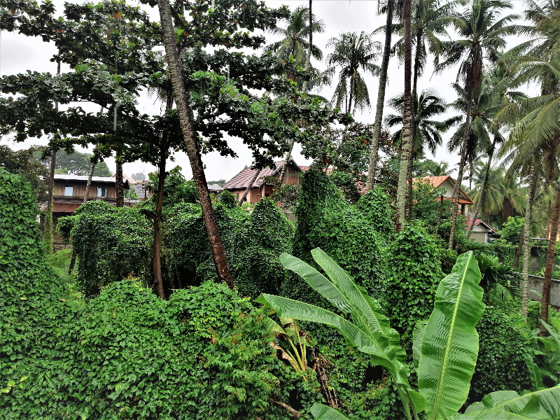 A lush view with a little bit of architecture, from behind the guesthouse in Luang Prabang. 