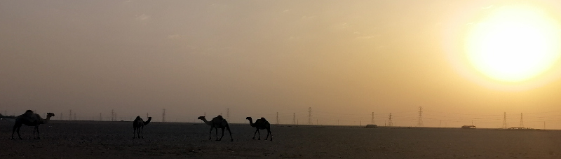 Four camels and their humps walk under a rising desert sun.