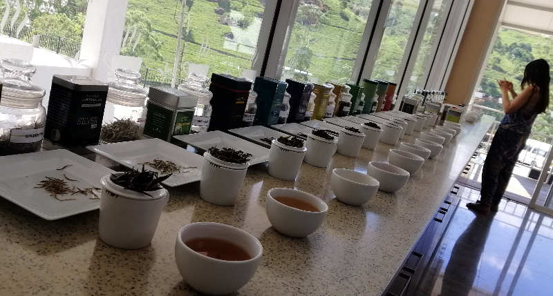 Long tea tasting counter at a tea plantation, Newara Elyia, Sri Lanka.