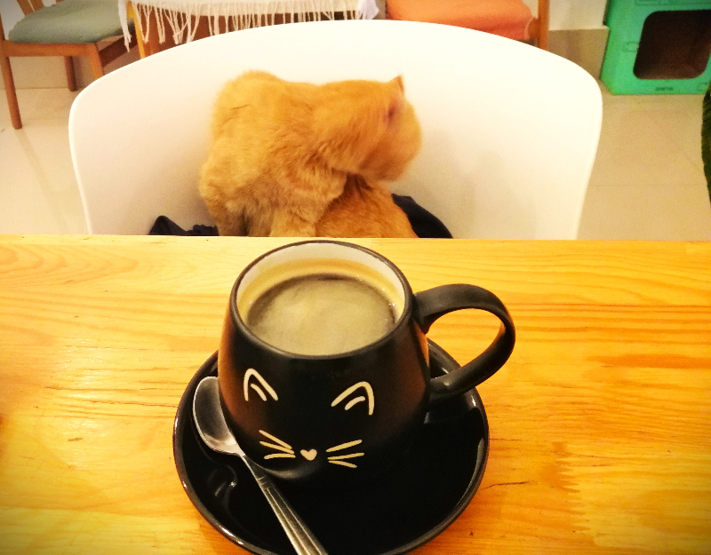 Almost full cup of coffee in a cat whiskers mug, while an orange-colored cat cleans itself in a chair, inside Le Cattitude Café, Vientiane, Laos.